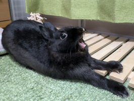funny rabbit.webp
