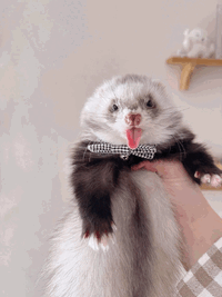 fancydancy.gif