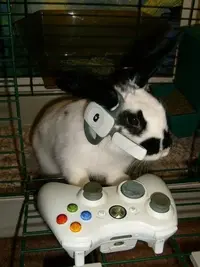 tankedassassinn.webp